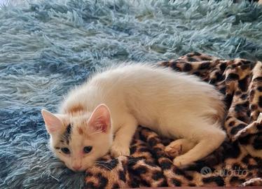 Birba gattina 2 mesi