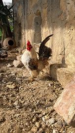 Giovani galletti serama