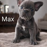 Cuccioli di Bulldog Francese - Prenotazioni