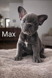 Cuccioli di Bulldog Francese - Prenotazioni