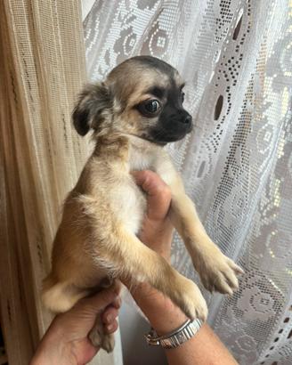 Cuccioli di chihuahua disponibili