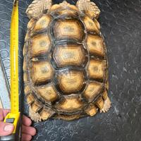 Tartaruga Sulcata