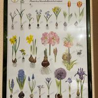 Quadro stampa botanica bulbi