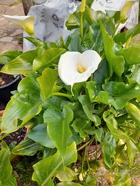 Calla bianca