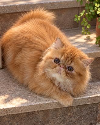 Gatti Persiani e Exotic Trasporto in Italia