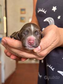 Splendidi cuccioli di cocker spaniel inglese
