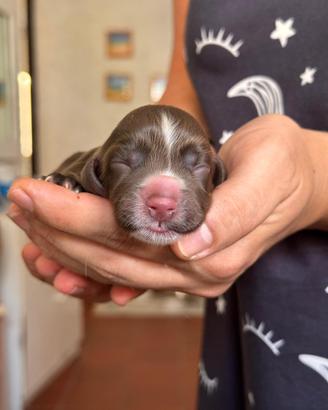 Splendidi cuccioli di cocker spaniel inglese