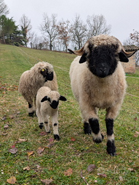 Pecore Naso Nero Vallesi