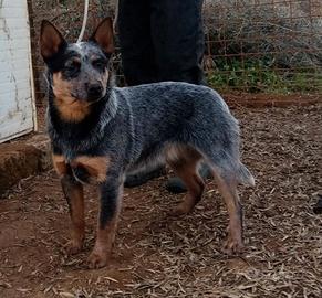 Cuccioli di australian cattledog