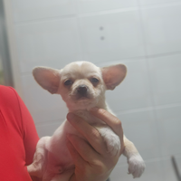 Chihuahua mini toy