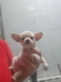 Chihuahua mini toy