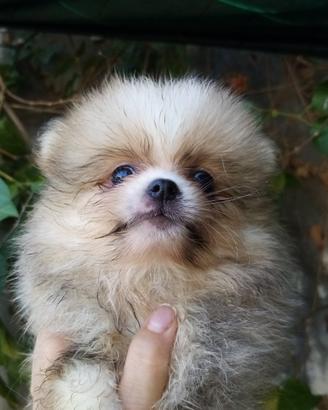 Cucciolo pomerania