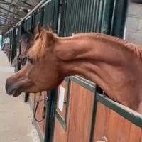 Cavallo purosangue arabo