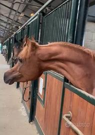 Cavallo purosangue arabo