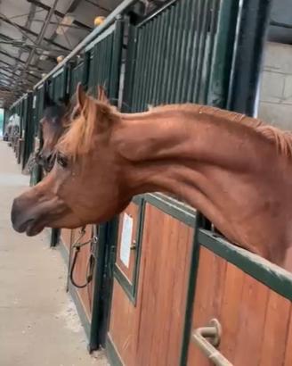 Cavallo purosangue arabo