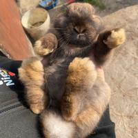 Coniglio arieye cucciolo