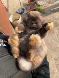 Coniglio arieye cucciolo