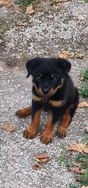 Cucciola di Rottwiller