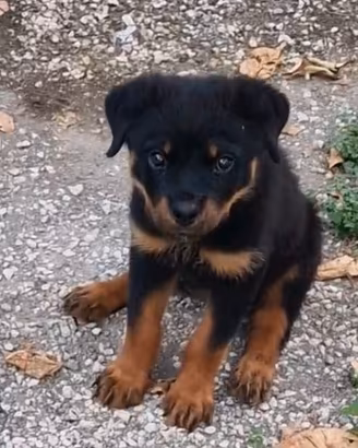 Cucciola di Rottwiller