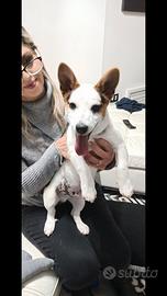 Jack russell