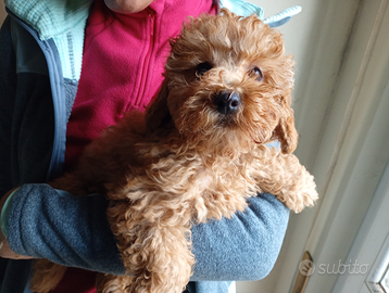 Barboncino maschio nano quasi toy