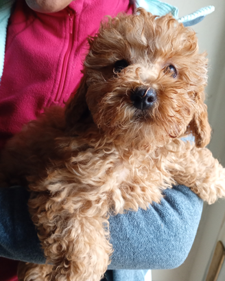 Barboncino maschio nano quasi toy