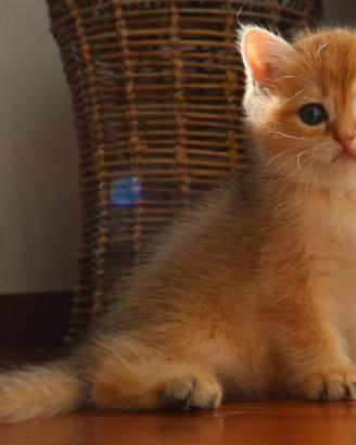 Gattini BRITISH SHORTHAIR GOLDEN
