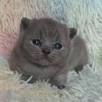 British shorthair maschio
