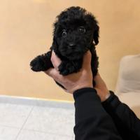 Barboncino Mini Toy black