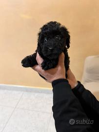 Barboncino Mini Toy black