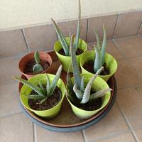 piante in vaso di aloe vera 