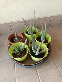 piante in vaso di aloe vera 