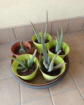 piante in vaso di aloe vera 