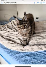 Cuccioli Maine Coon disponibili