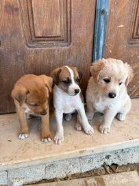 Si regalano cani ?