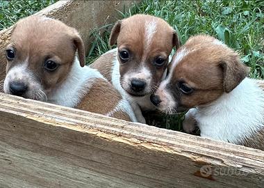 Cuccioli di jack russell
