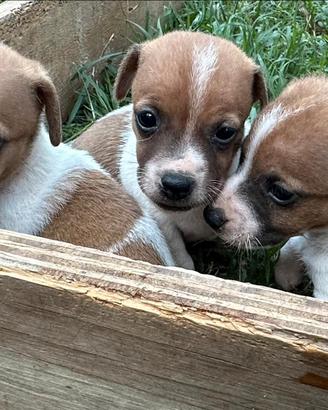 Cuccioli di jack russell