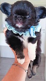 Chihuahua tutti i colori Pedigree LEGGI