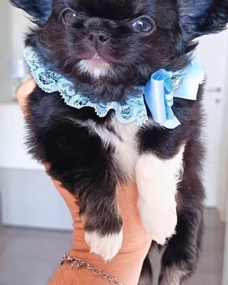 Chihuahua tutti i colori Pedigree LEGGI