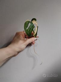 Talea di Monstera Adansoni Albovariegata 
