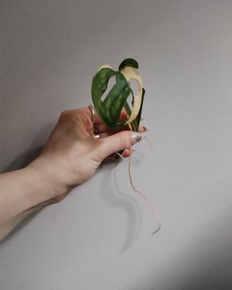 Talea di Monstera Adansoni Albovariegata 