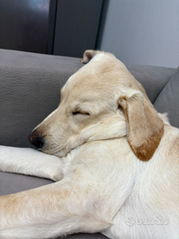 Cucciolo di labrador