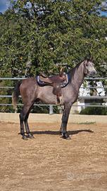 Cavallo
