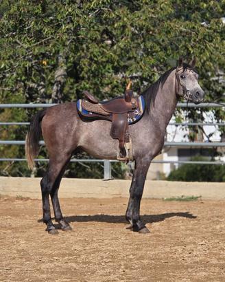 Cavallo
