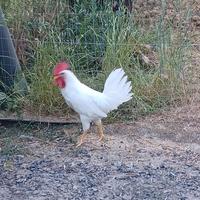 Gallo livornese