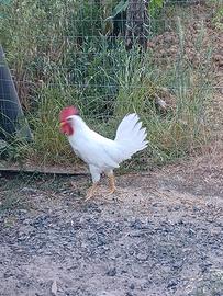Gallo livornese
