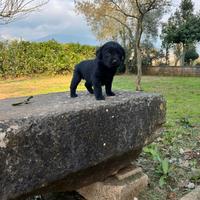 Cuccioli di labrador neri