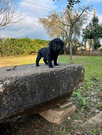 Cuccioli di labrador neri