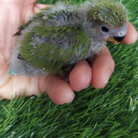 Inseparabili allevati a mano