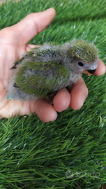 Inseparabili allevati a mano